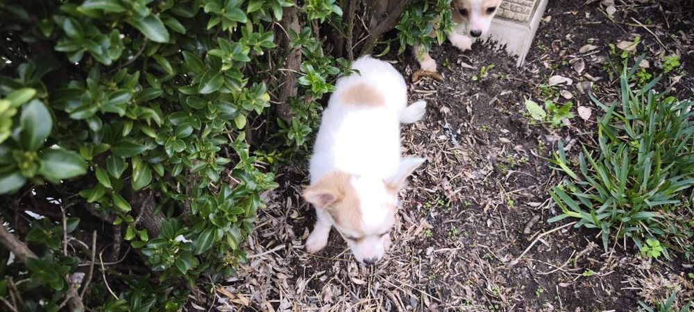 Chihuahua miniatura fêmea disponível para entrega