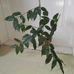 Hoya Hoja danumensis