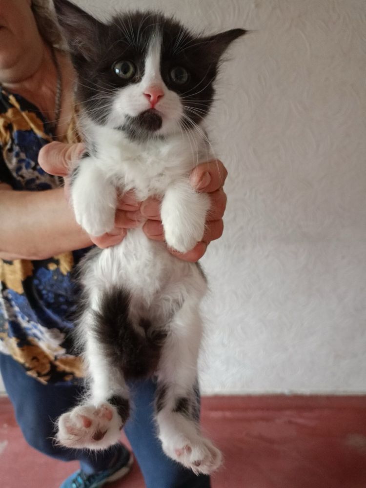 Мальчик и девочки котята