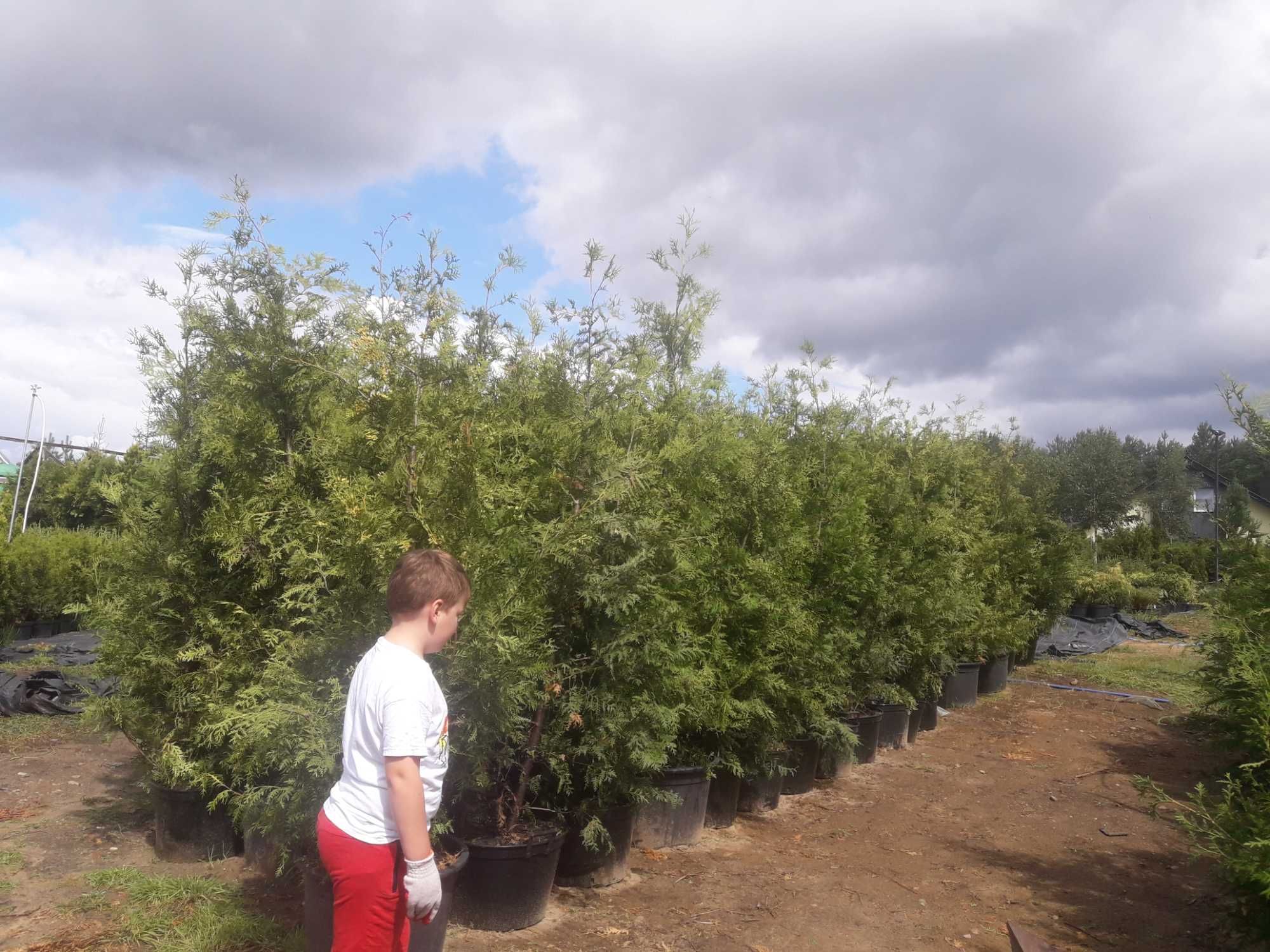 Tuja Thuja Brabant  200 - 230 cm nie szmaragd kopana promocja