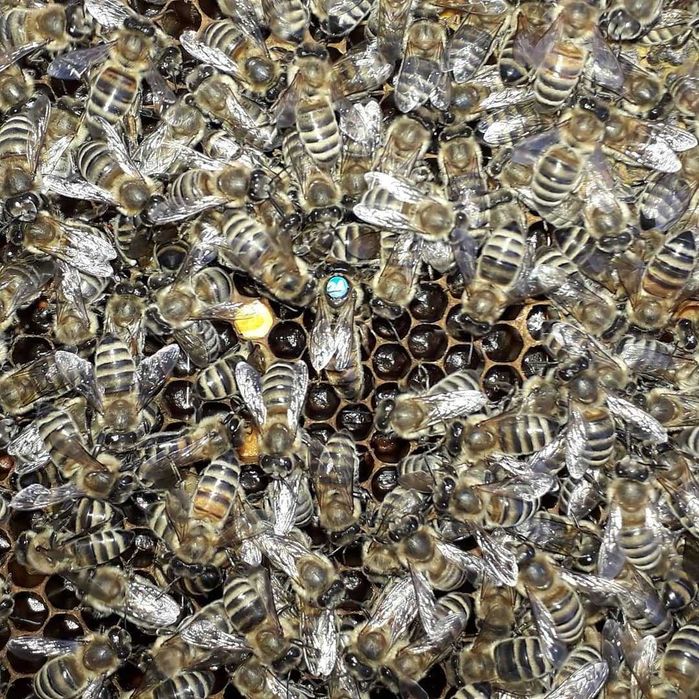 Продається пасіка! Бджоли! Карніка! Бджолопакети!