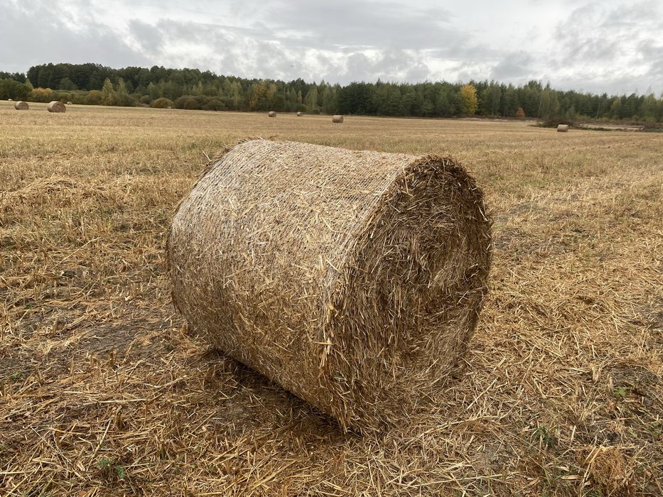 Солома пшенична і овсяна