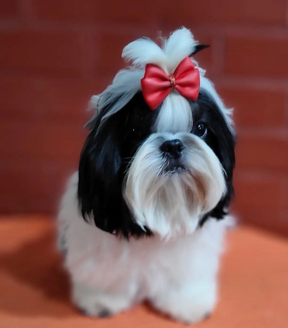 Shih tzu MINI biało czarnae  odbiór od zaraz Paszport