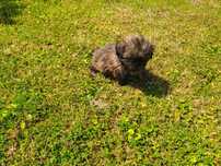 Shih-tzu piesek słodziak