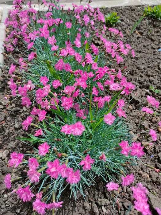 Саженцы цветы квіти саджанці