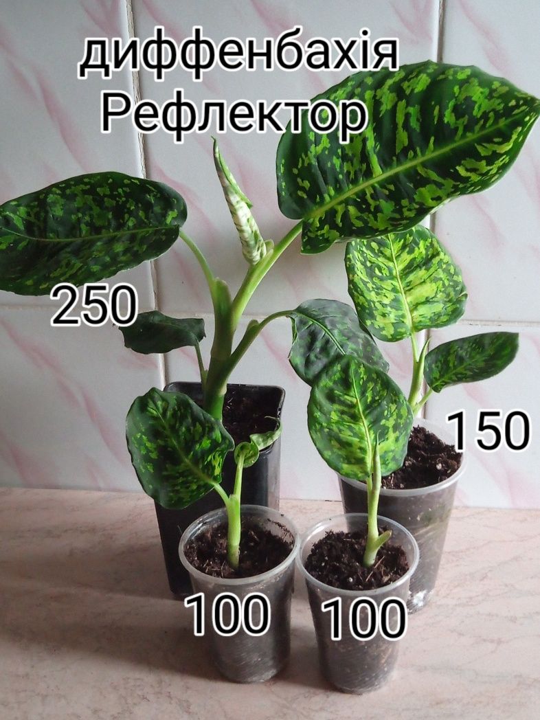 Розпродаж кімнатних рослин.Диффенбахії.