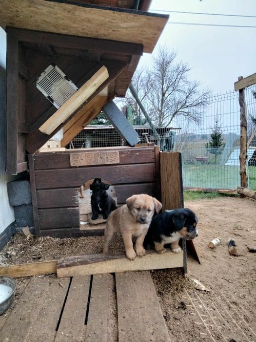 Oddam pieski w dobre ręce