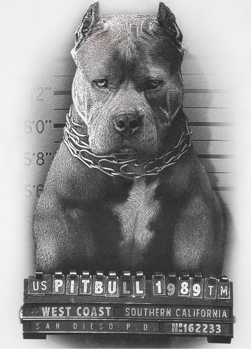Koszulka męska z kolekcji wiosna / lato firmy PIT BULL WEST COAST