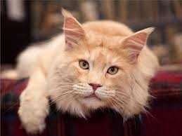мейн кун персиковый кот