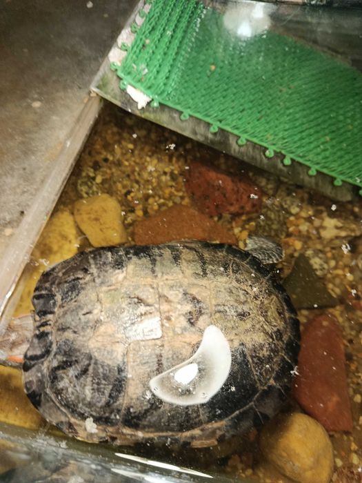 żółw wodno-lądowy