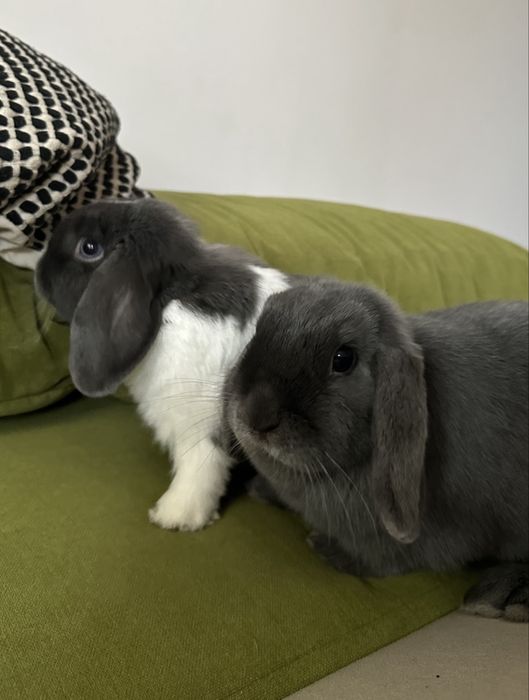 2 urocze króliki MiniLop - chłopiec 1.5 roku + dziewczynka 2 lata