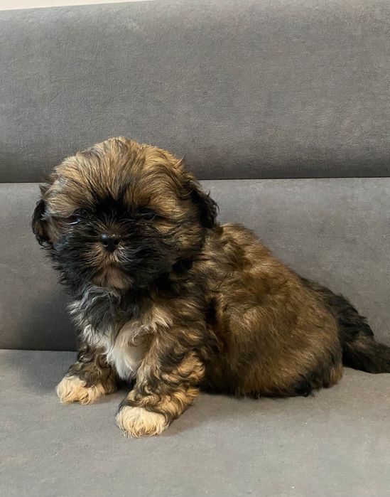 Shih tzu brązowy