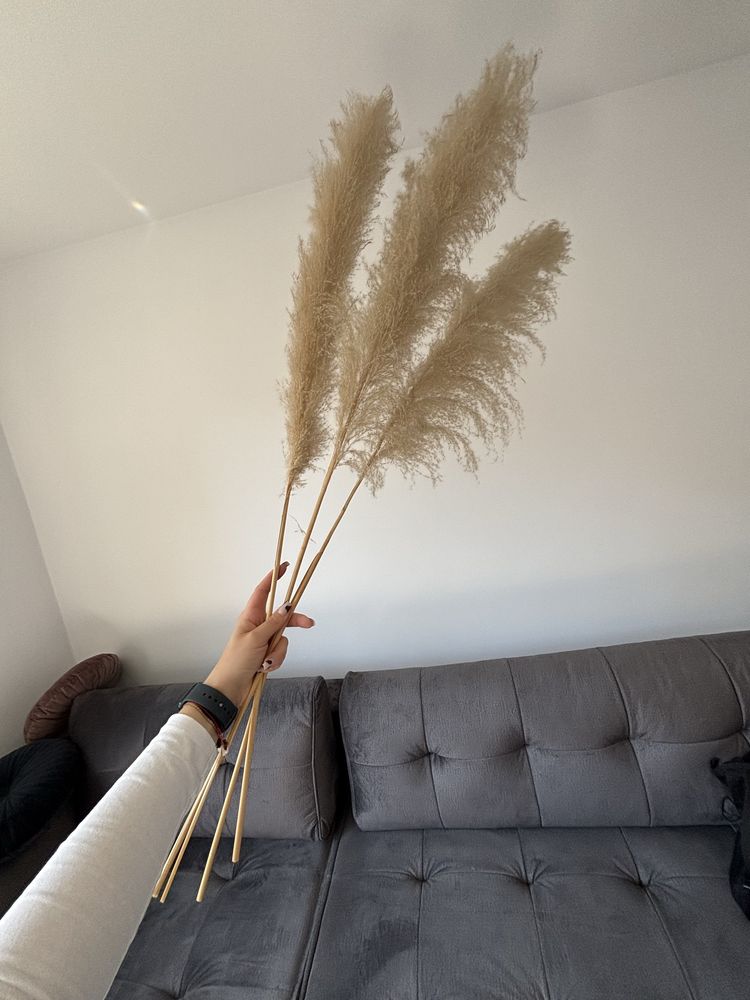3 sztuki trawy pampasowej dluga 120-130 cm