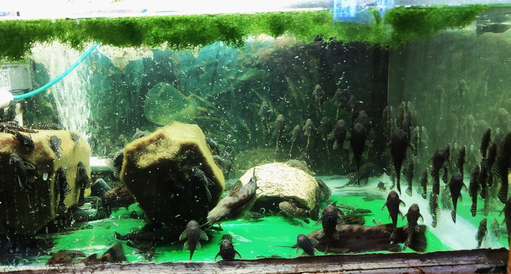 GLONOJAD Zbrojnik (małe i duże ryby)