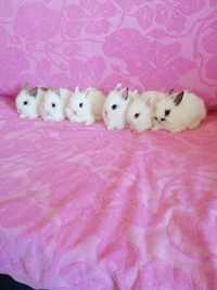 Królik miniaturka króliki miniaturki karzełki