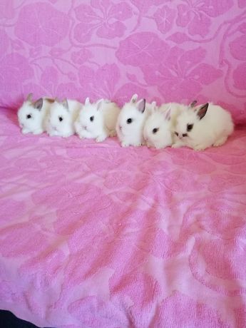 Królik miniaturka króliki miniaturki karzełki