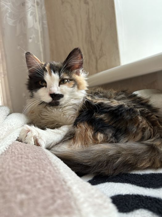 В пошуках родини!!!