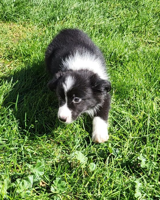 Border collie suczka