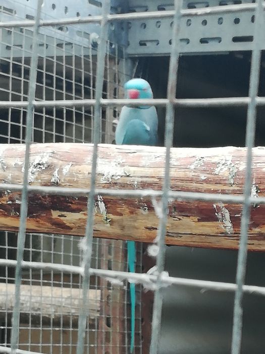 3 Ring neck azul