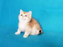 Кошеня золотої шиншилли