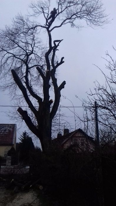 Wycinka i Przycinka Drzew Metodą Alpinistyczną