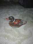 Pato . . . . .                 .