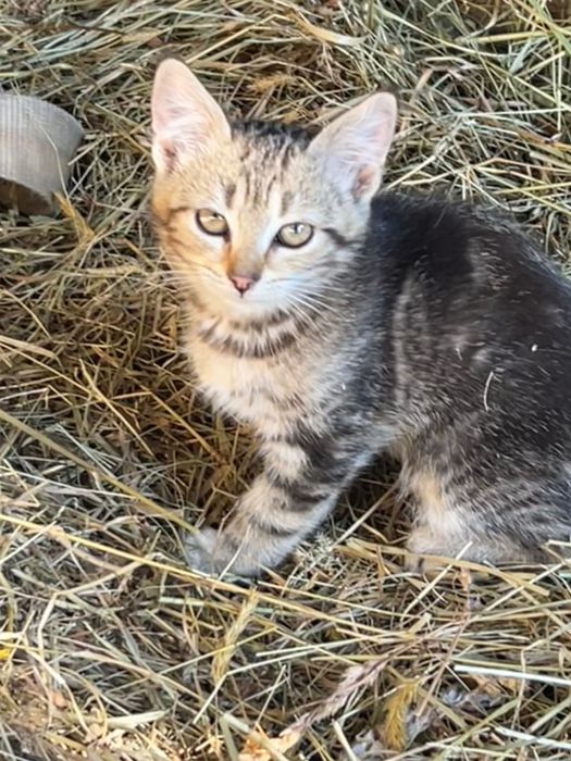 Urocze kotki szukają dobrego domu