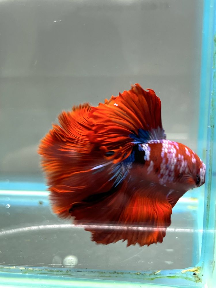Bojownik Betta Koi Aqulalife