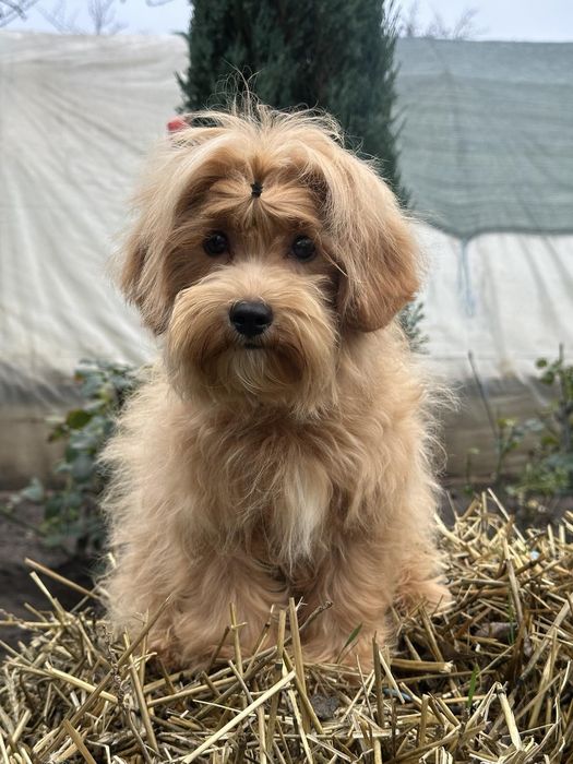 Шикарный мальчуган