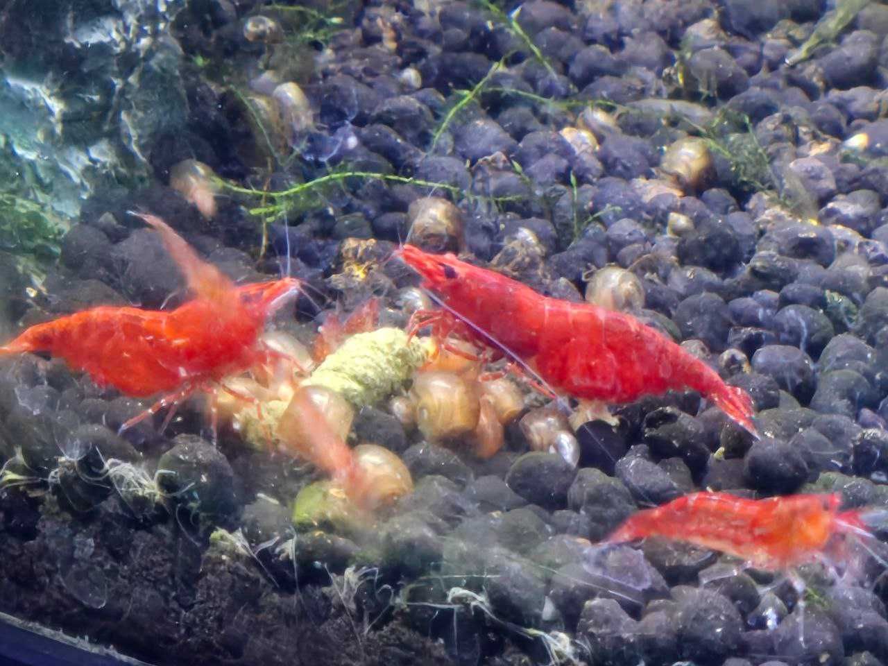 Camarão Neocaridina Red Cherry