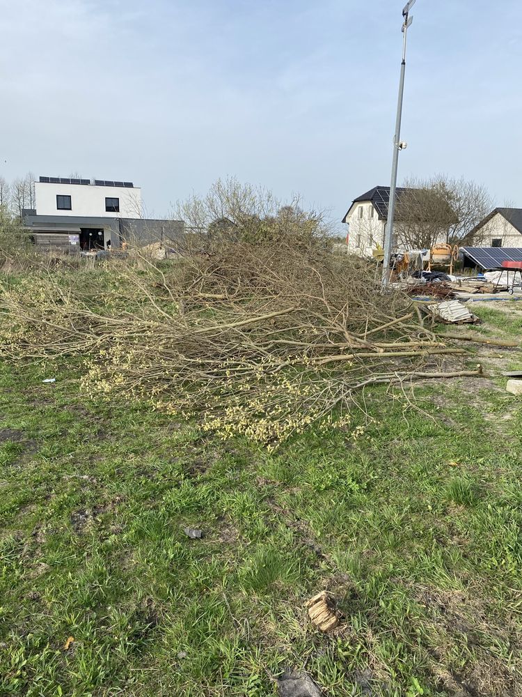 Gałęziówka liściasta okolice Przyłek i Olimpina