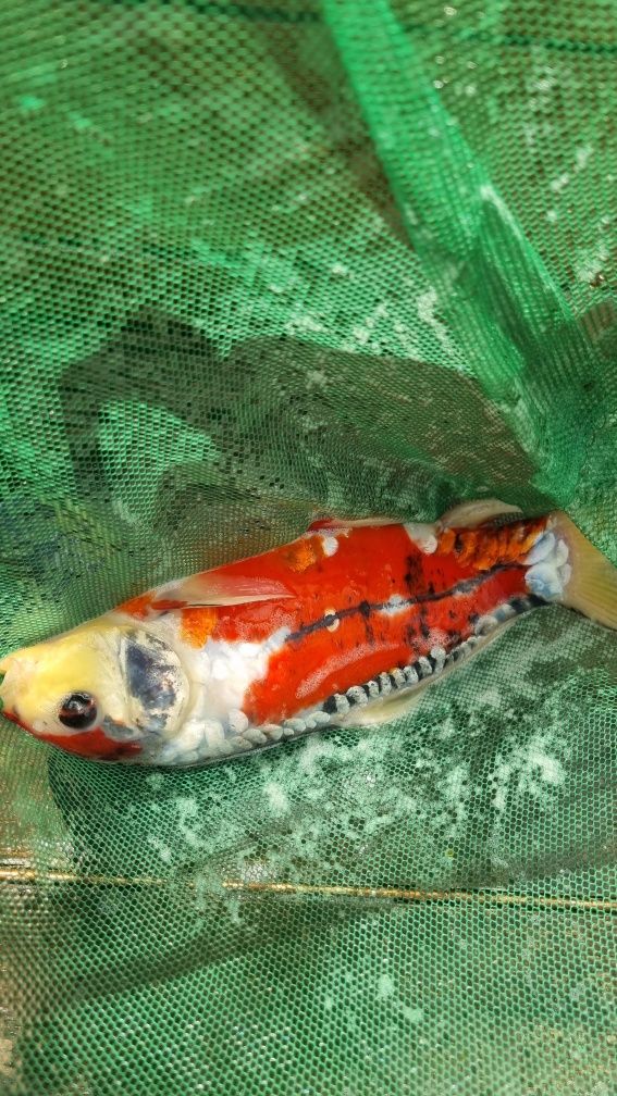 Carpa Koi Shusui