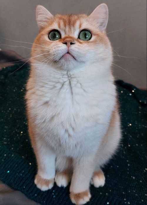 В`ЯЗКА .  Британська золота шиншилла.  Чемпіон