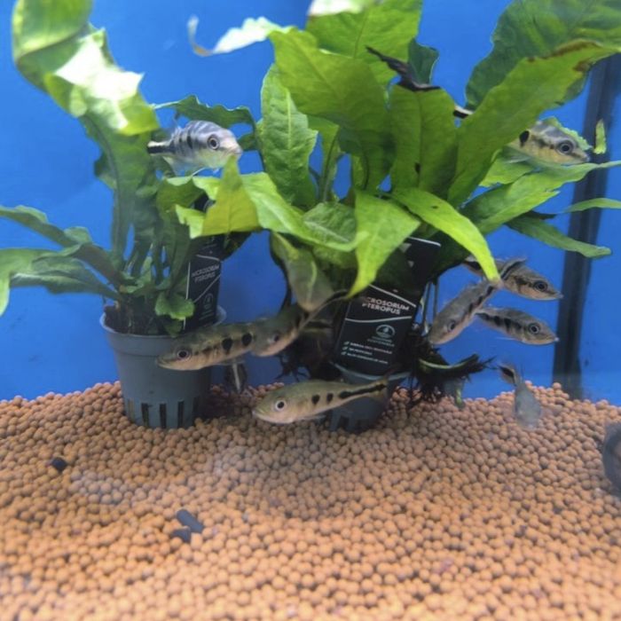 Cichla Kelberi (Tucunaré)