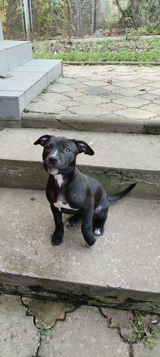 Пітбуль.Продаються породисті цуценята пітбуля. Народжені 13–14 серпня