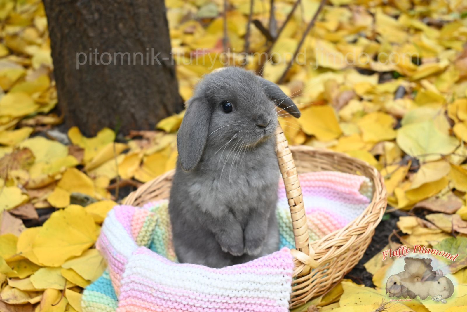 Висловухі кроленята. NHD! Кролик з розплідника. Вакциновані