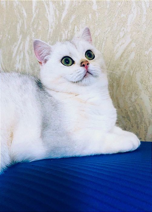 Шикарна кішечка шиншилка