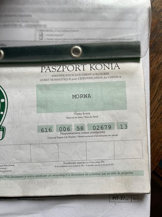 Klacz małopolska