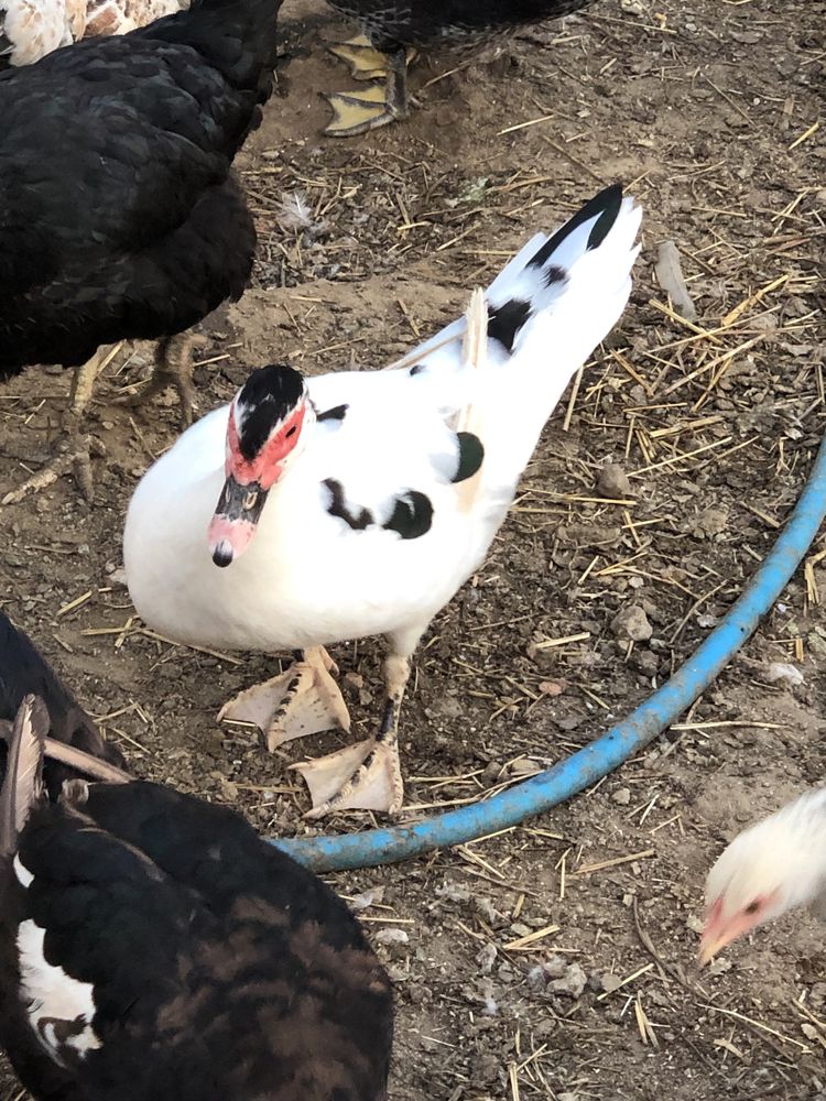 Vendo duas patas novas