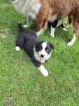 Border Collie Czarno Biały