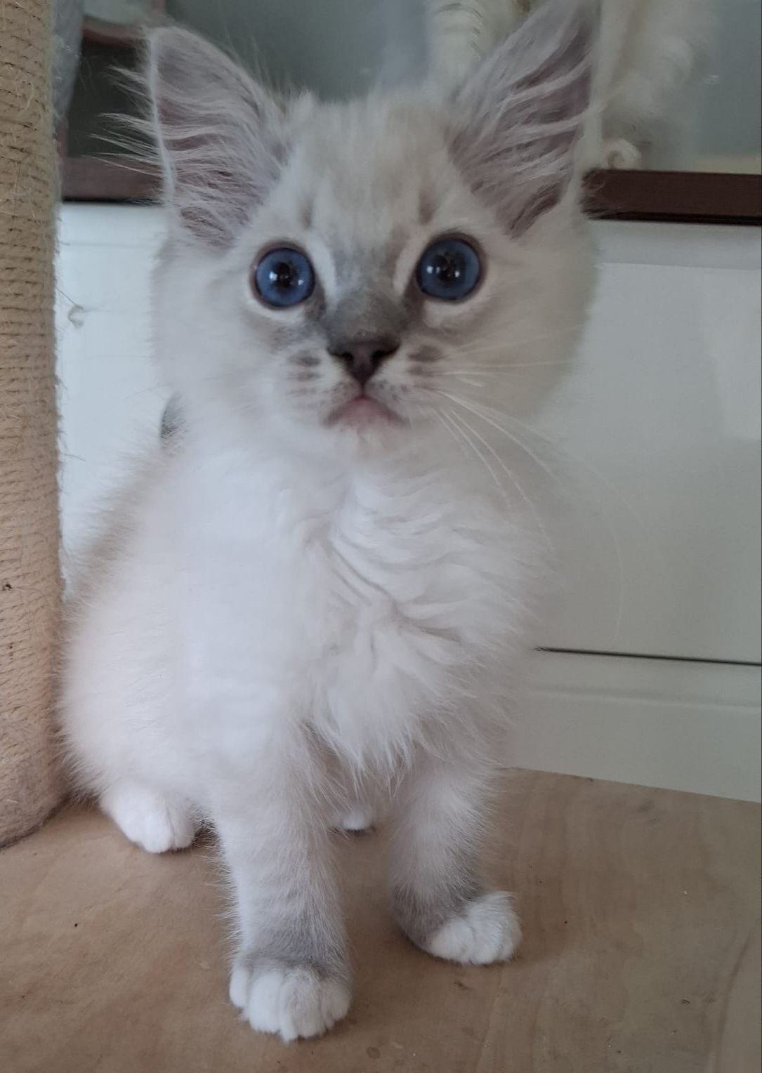 Ragdoll chłopiec piękne umaszczenie prążkowany blue mitted lynx