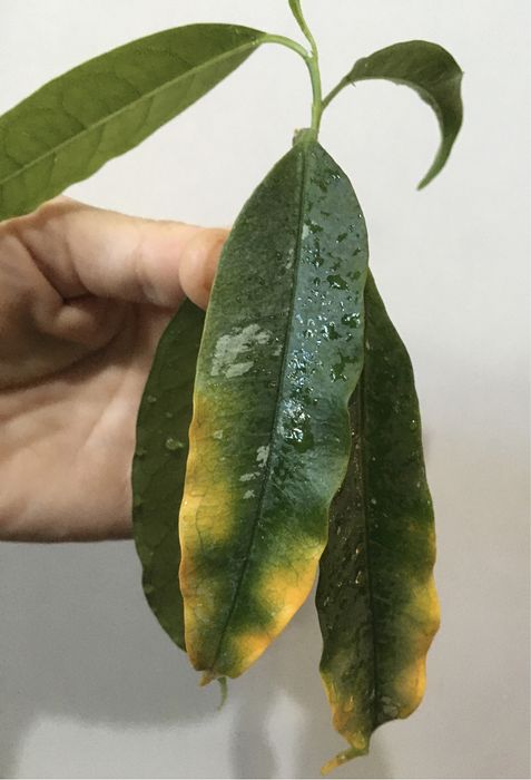 Hoya hoja lockii rośnie
