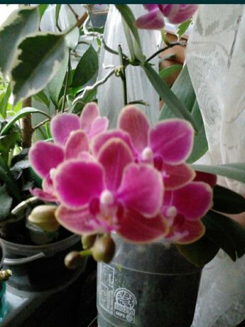 Орхидеи и разные орхидеи