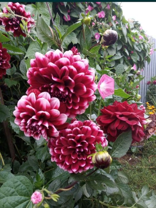 Жоржини  георгины многолетние