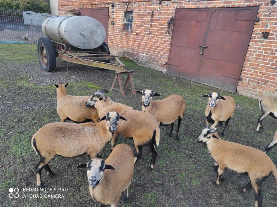 Sprzedam owce, barany  kameruńskie
