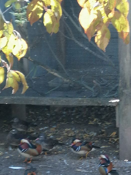 Patos Mandarim (casais adultos)