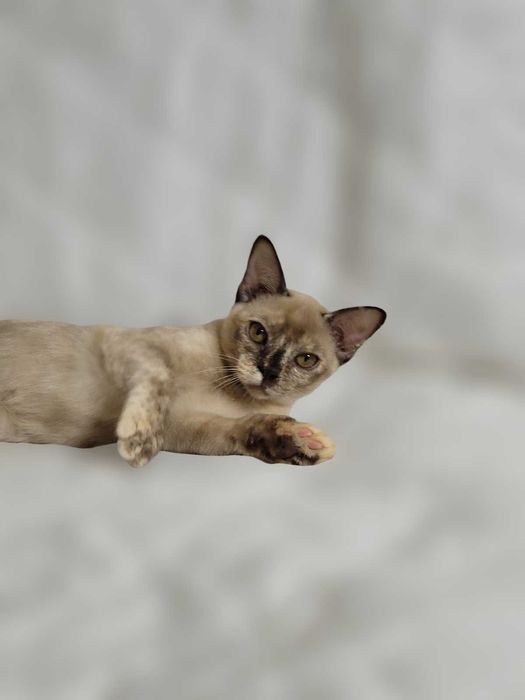 Девочка бурмы, бурманская кошка