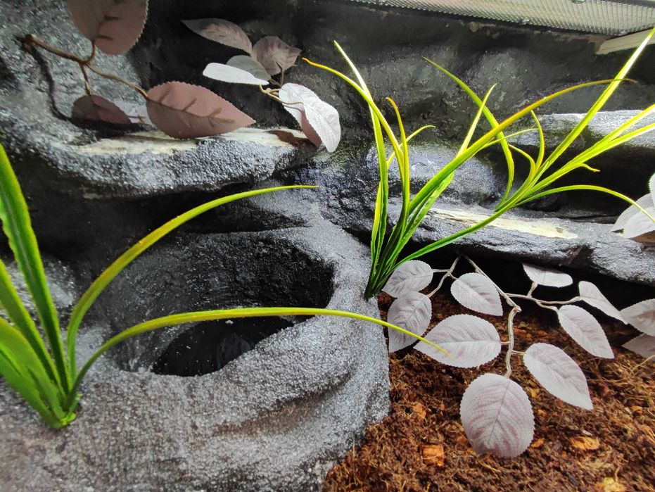 Terrarium tropikalne nr748 80/40/40 dla węża boa pyton DOSTĘPNE