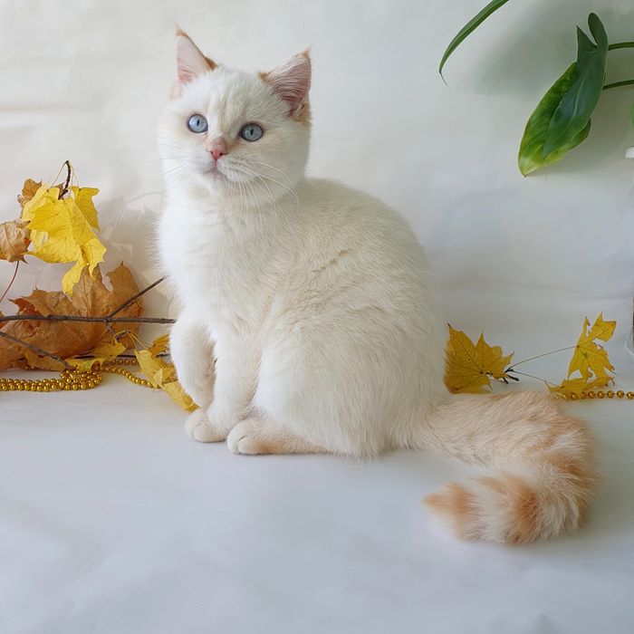 Гарненький котик, білявий малюк, британець клубний. Кошенята котики