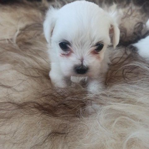 Piesek Samiczka Suczka Suka Maltańczyk Miniaturka